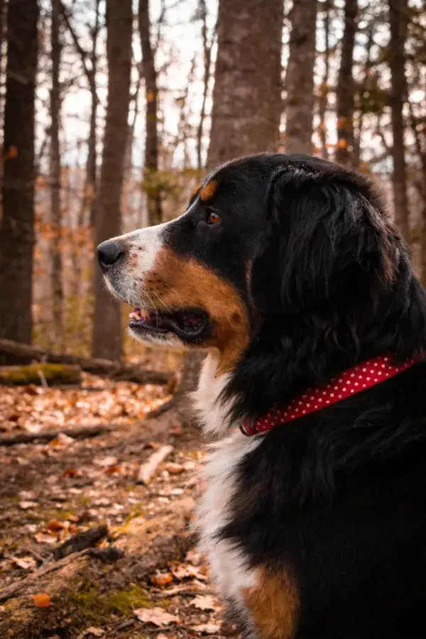 阴天树林中伯恩山犬侧影