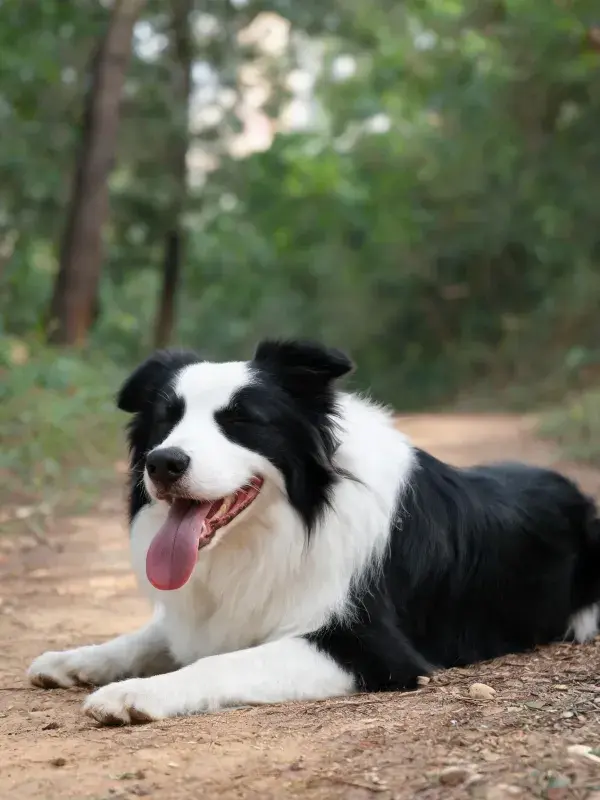 边境牧羊犬休息于林间小径