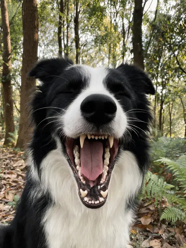 森林场景中黑白边境牧羊犬特写