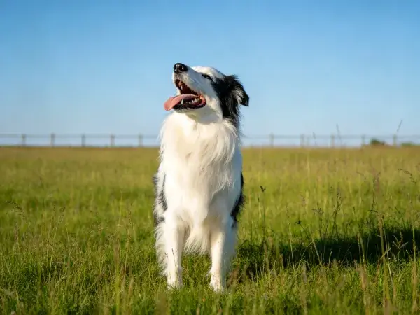 黑白边境牧羊犬于草地张口状态
