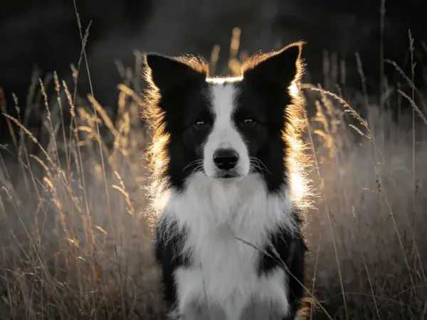 草地黄昏下的黑白边境牧羊犬