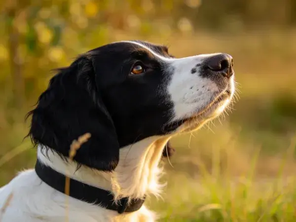 黑白史宾格犬凝视远方