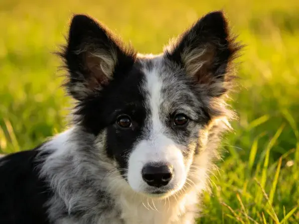 阳光草地中的黑白边境牧羊犬特写