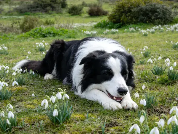 边境牧羊犬于花草间休憩