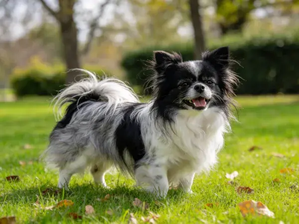 蝴蝶犬在草地上的特写镜头