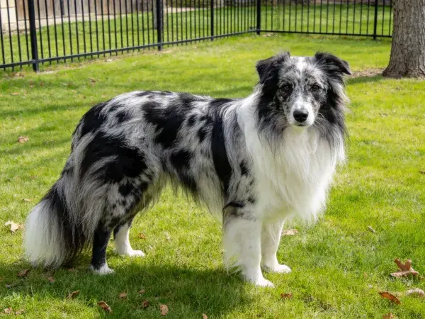 边境牧羊犬站立凝视镜头