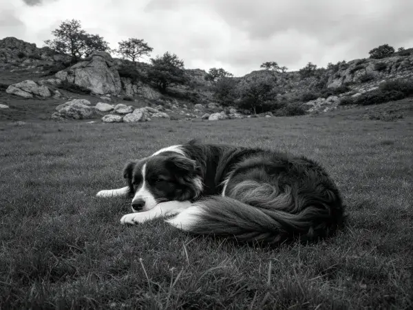 开阔草地中的边境牧羊犬休憩场景