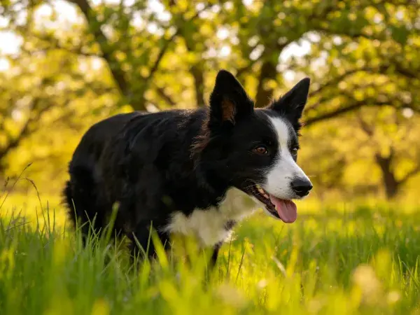 黑白边境牧羊犬在草地树林间的特写镜头