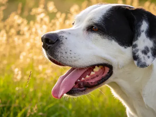 草地中黑白斑点混种犬特写
