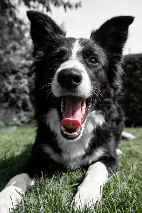 黑白边境牧羊犬草地特写
