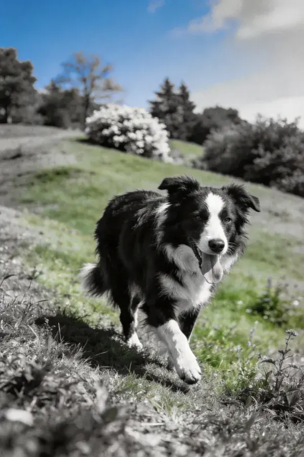 阳光草地上的黑白边境牧羊犬奔跑场景