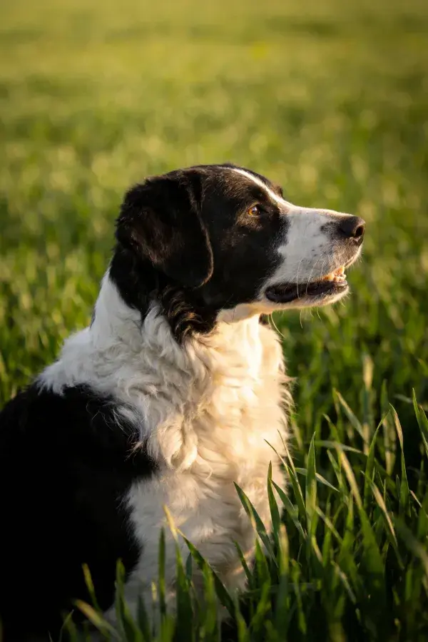 黑白相间的牧羊犬在草地上特写