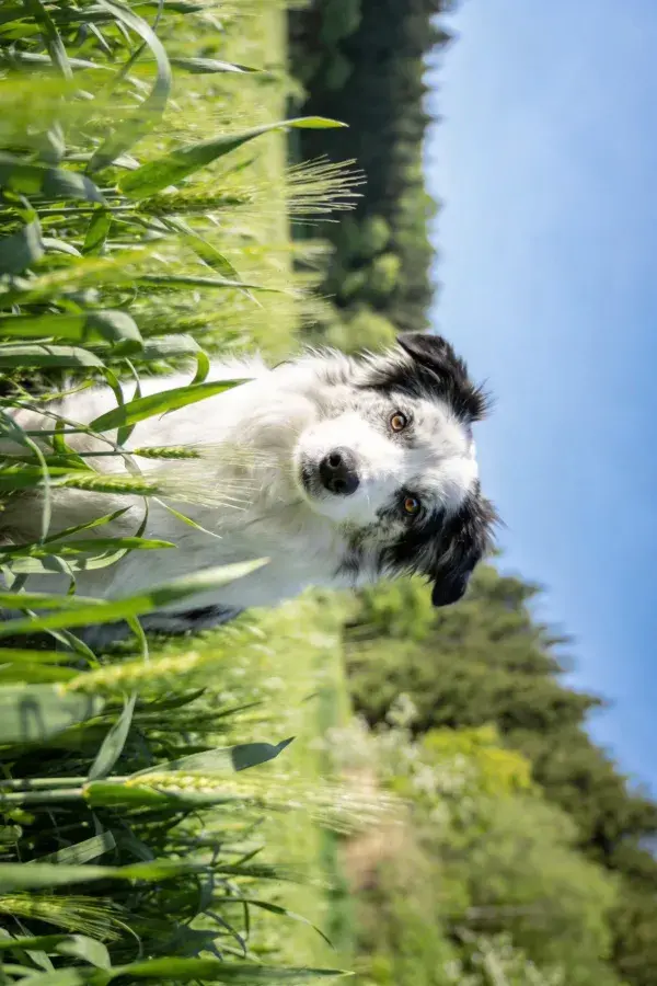 青草丛中黑白边境牧羊犬的观察瞬间