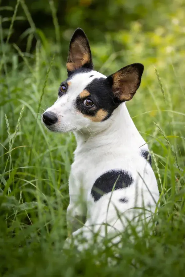 青草丛中立着的腊肠梗混种幼犬