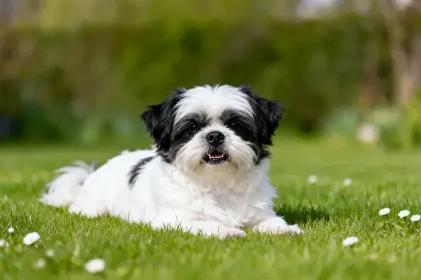 草地上的黑白西施犬特写