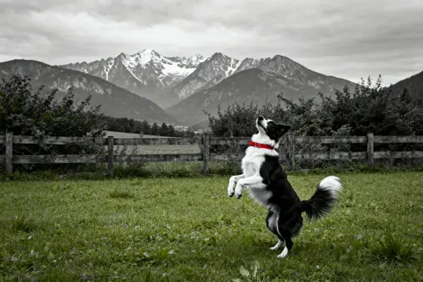 山地草坪上的边境牧羊犬跳跃姿态