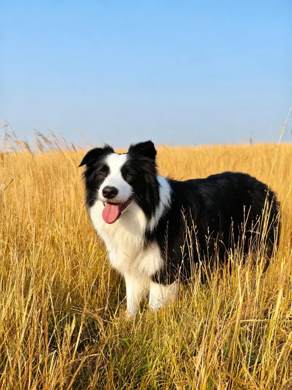 金色草地上黑白边境牧羊犬的特写