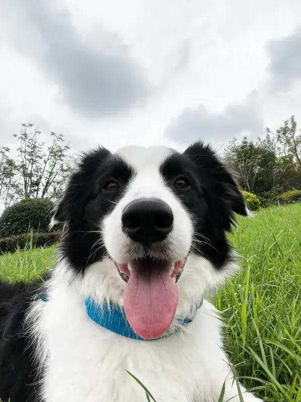 边境牧羊犬草地户外特写