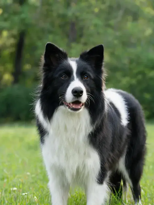 边境牧羊犬草地特写展现黑白毛色对比