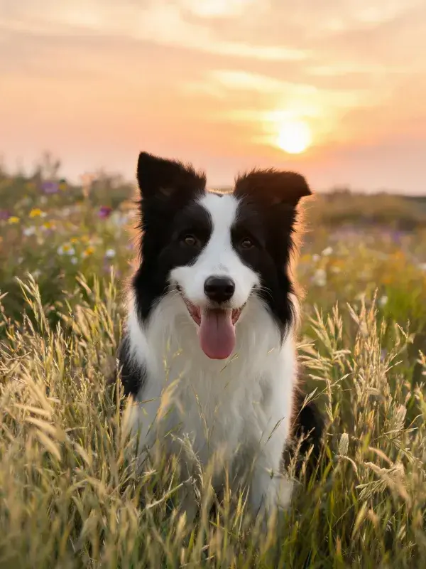 夕阳下草地里的黑白边境牧羊犬