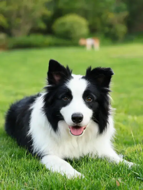 草地上的边境牧羊犬放松姿态