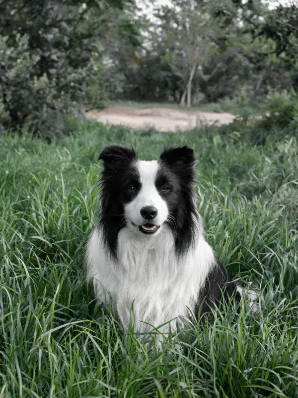 黑白边境牧羊犬在草地特写