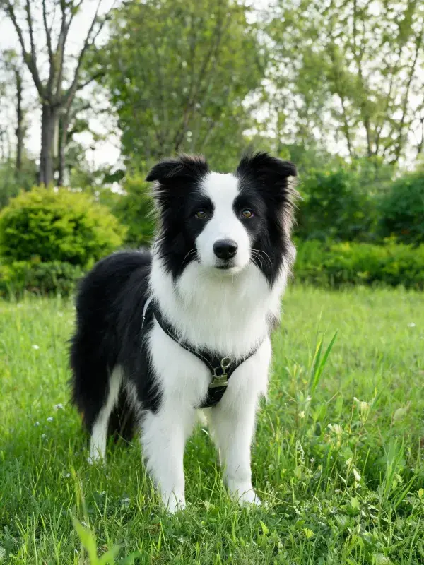 草地环境中黑白边境牧羊犬特写