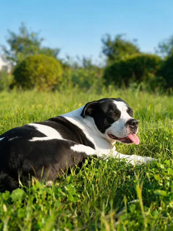 美国斯塔福梗犬草地休憩
