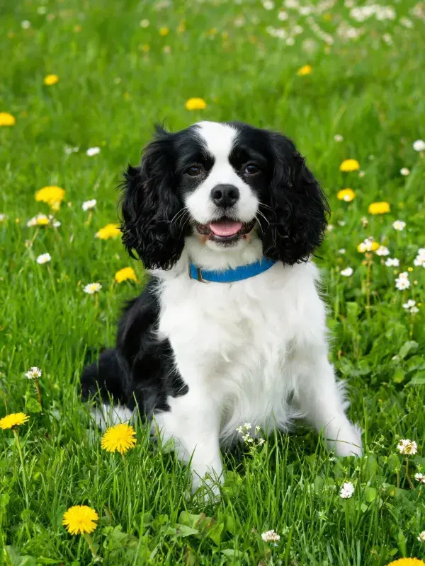 绿草地上的黑白可卡犬特写