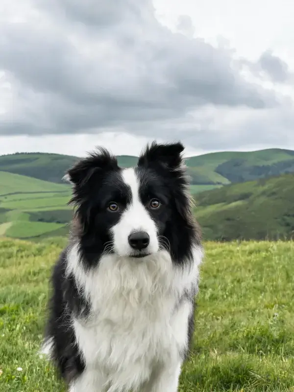 边境牧羊犬在开阔草地的特写