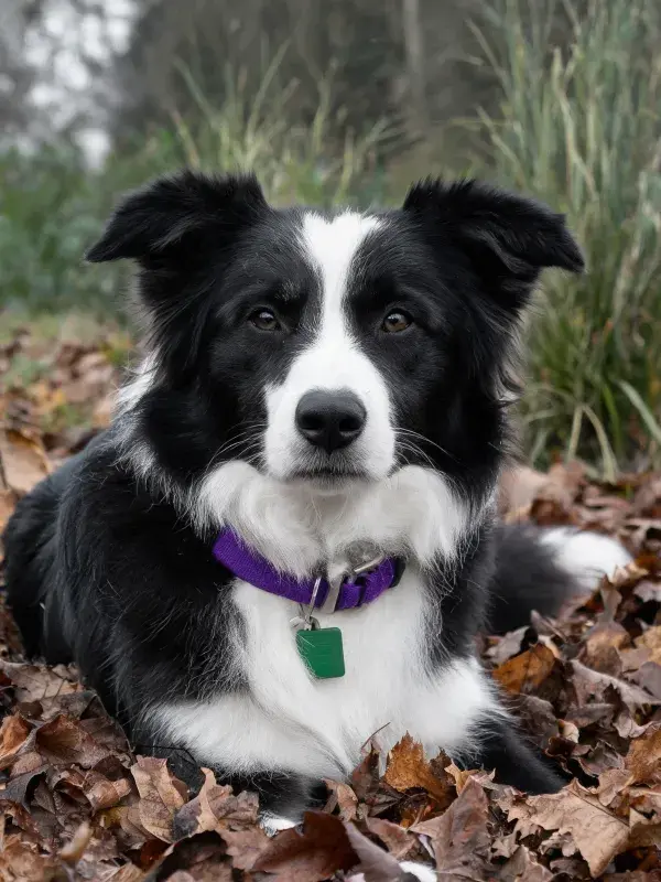 黑白边境牧羊犬躺卧落叶间