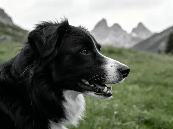 山地草甸中的黑白边境牧羊犬