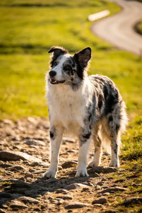 边境牧羊犬于碎石小径上的状态捕捉