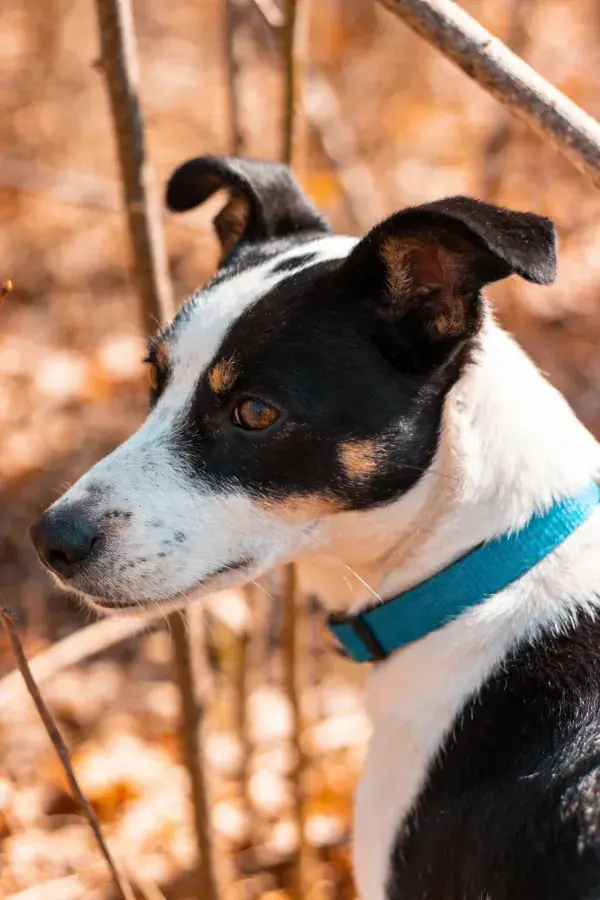 户外暖光下黑白短毛混血犬特写场景