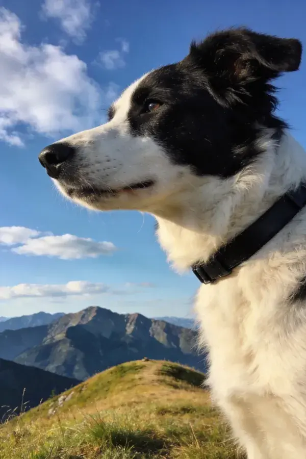 阳光下黑白边境牧羊犬与山景