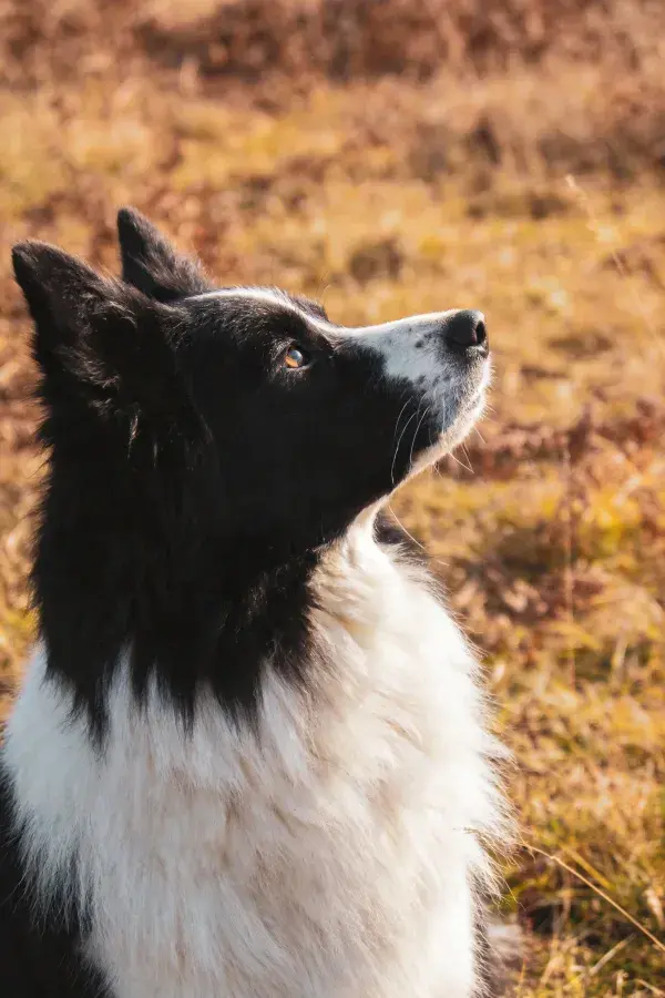 黑白边境牧羊犬于暖光草地场景