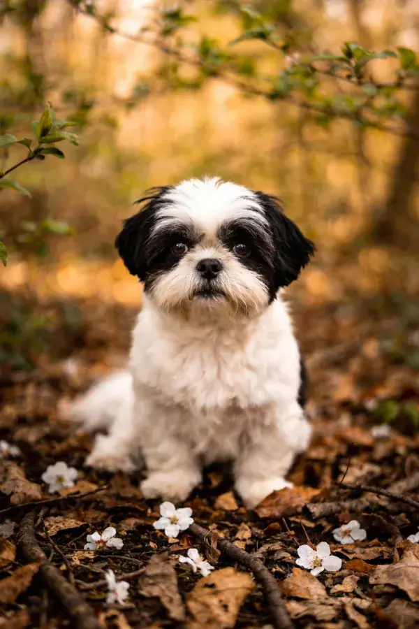 阴天树林中黑白相间的西施犬坐于落叶间