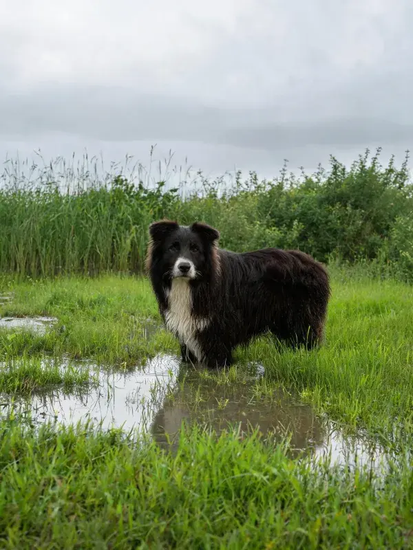 雨后湿地中黑白边境牧羊犬的特写