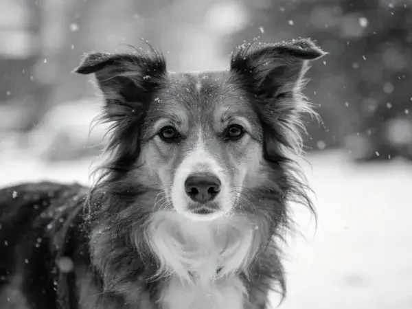 黑白雪地中的边境牧羊犬特写