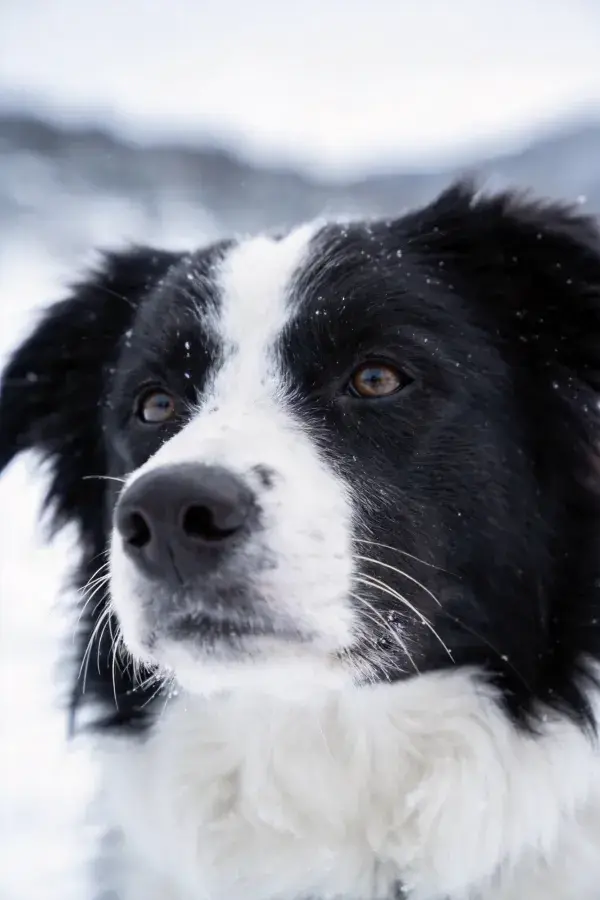 黑白边境牧羊犬雪景特写画面