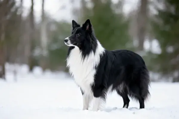 雪地中黑白相间的边境牧羊犬