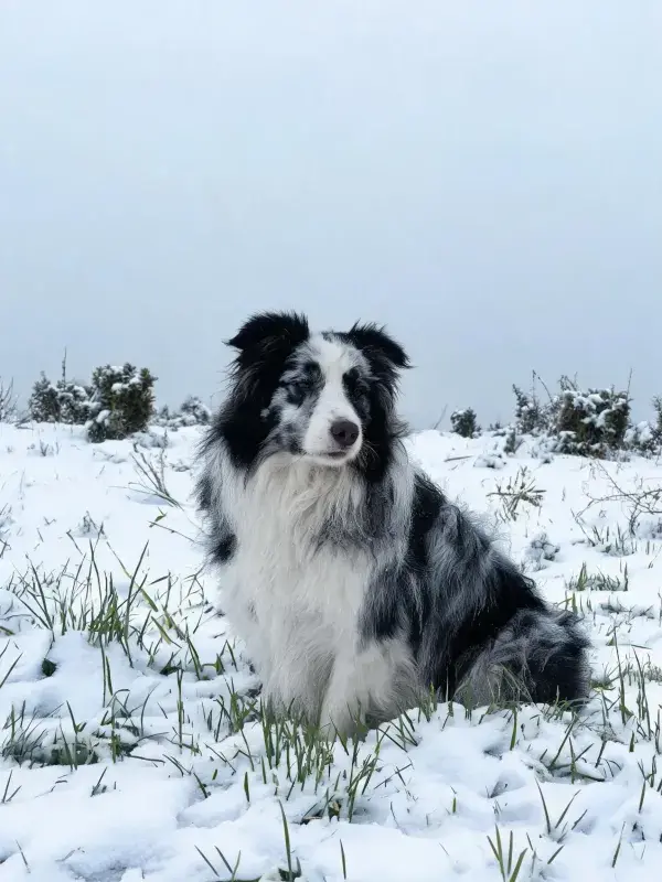雪地中边境牧羊犬安静伫立