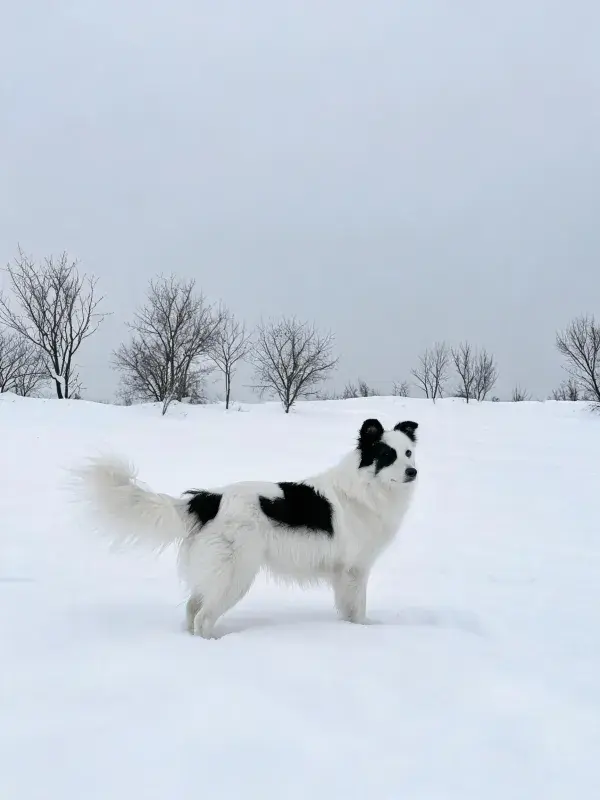 雪地场景中黑白毛色边境牧羊犬的画面