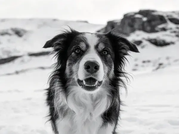 雪地中边境牧羊犬头部特写