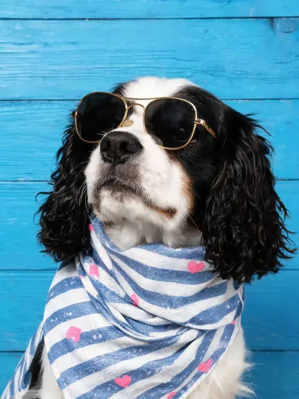 可卡犬佩戴墨镜围巾特写