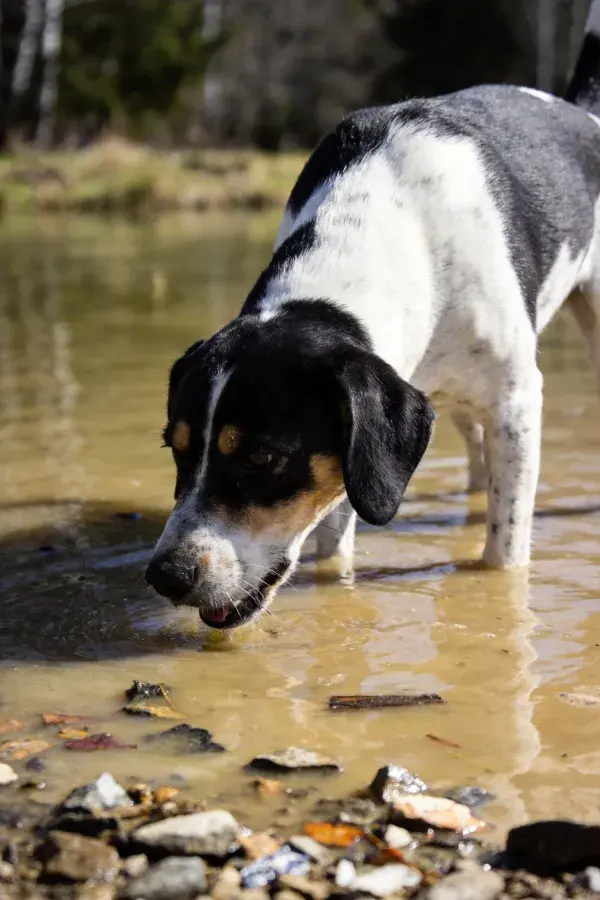 三色指示犬在水域边饮水场景