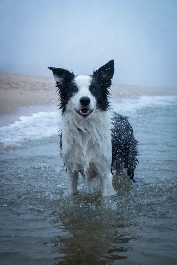 黑白边境牧羊犬在海边浅滩的特写