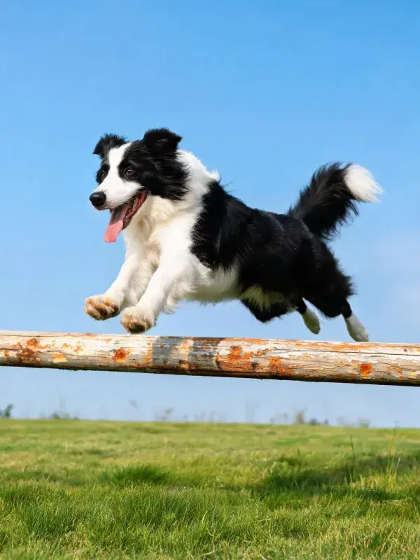 黑白边境牧羊犬跳跃过原木障碍物