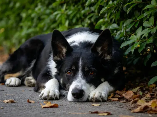 黑白边境牧羊犬在落叶旁的特写