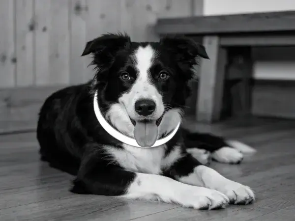边境牧羊犬吐舌躺卧室内